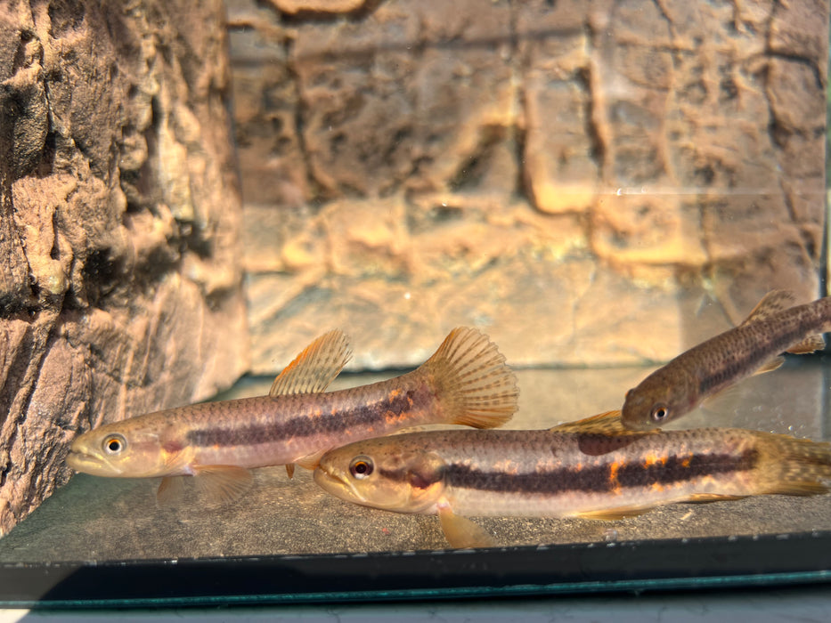 Red Rainbow Wolf Fish (Erythrinus erythrinus)