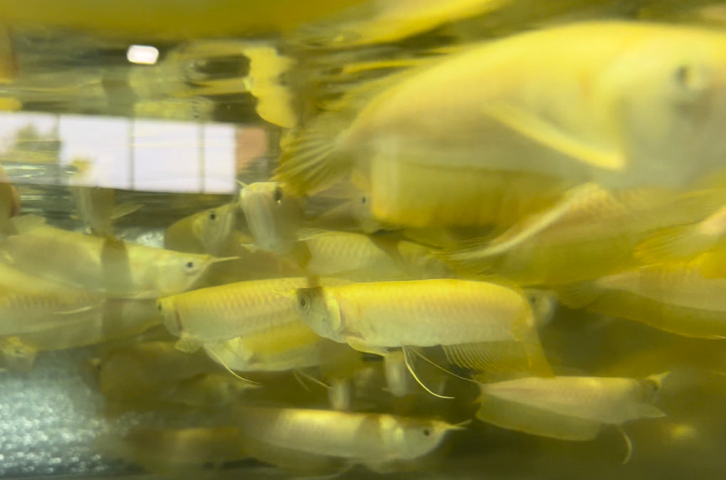 Albino Silver Arowana (Osteoglossum bicirrhosum)