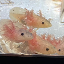 Load image into Gallery viewer, Freckled Leucistic Lucy Axolotl (Ambystoma mexicanum)
