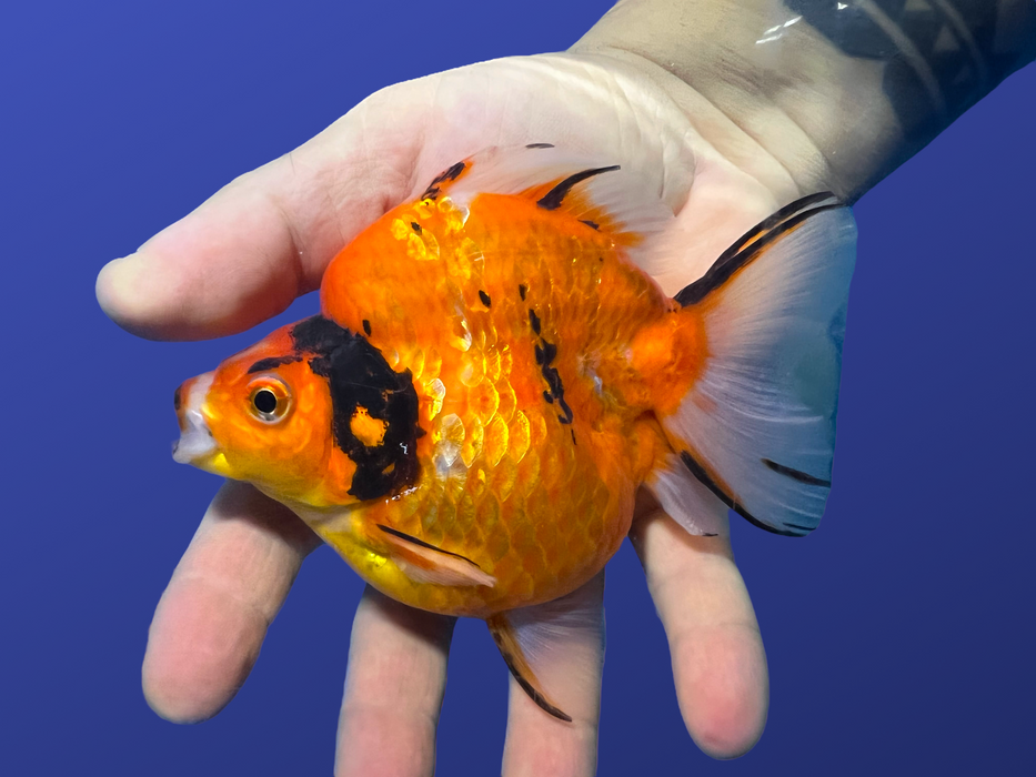 Short-Tail Ryukin Goldfish (Carassius auratus)
