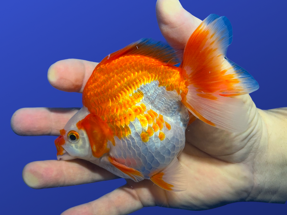 Short-Tail Ryukin Goldfish (Carassius auratus)