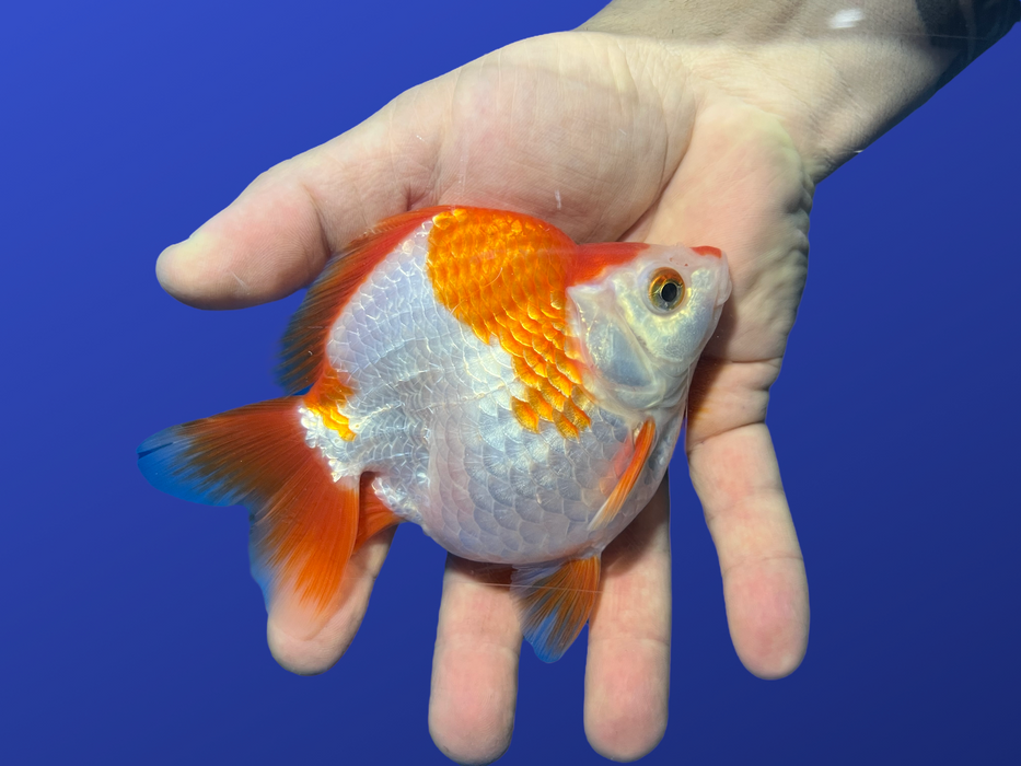 Short-Tail Ryukin Goldfish (Carassius auratus)