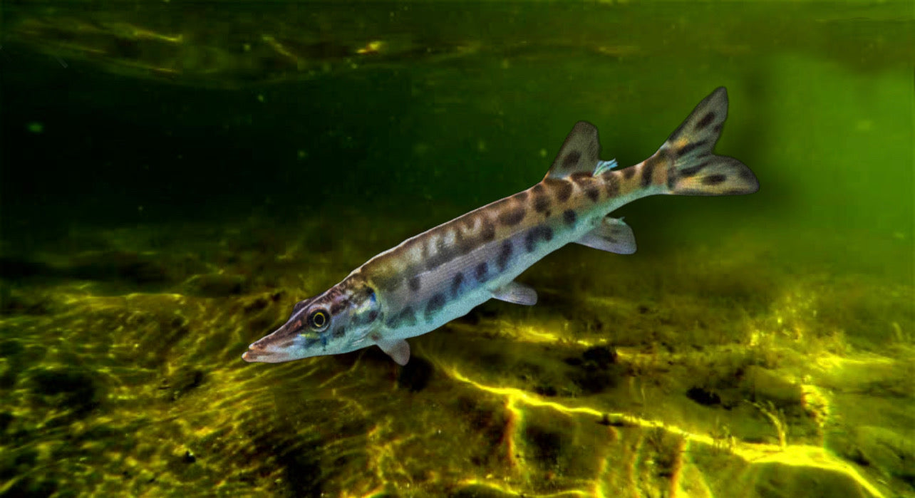 Spotted Muskie (Esox masquinongy)