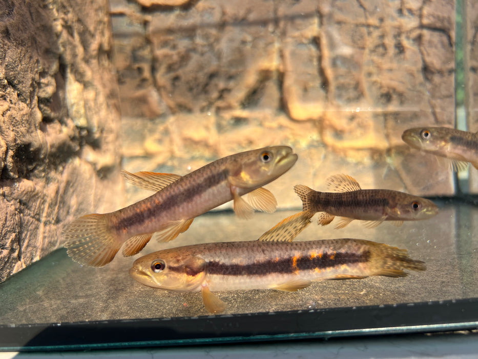 Red Rainbow Wolf Fish (Erythrinus erythrinus)