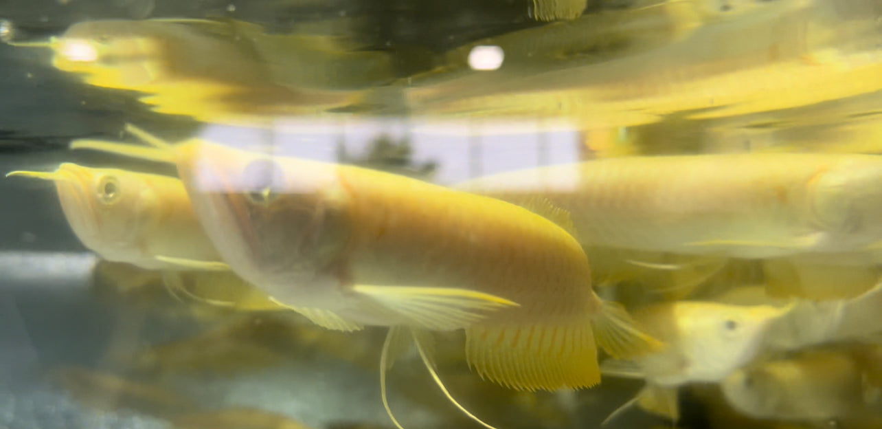 Albino Silver Arowana (Osteoglossum bicirrhosum)