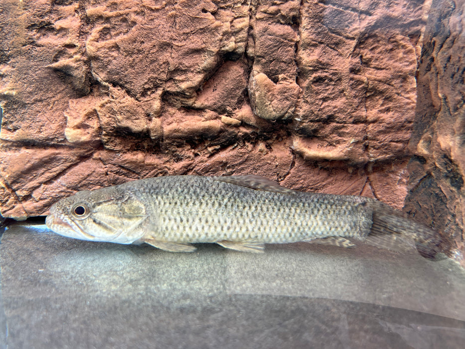 Wolf Fish (Hoplias malabaricus)