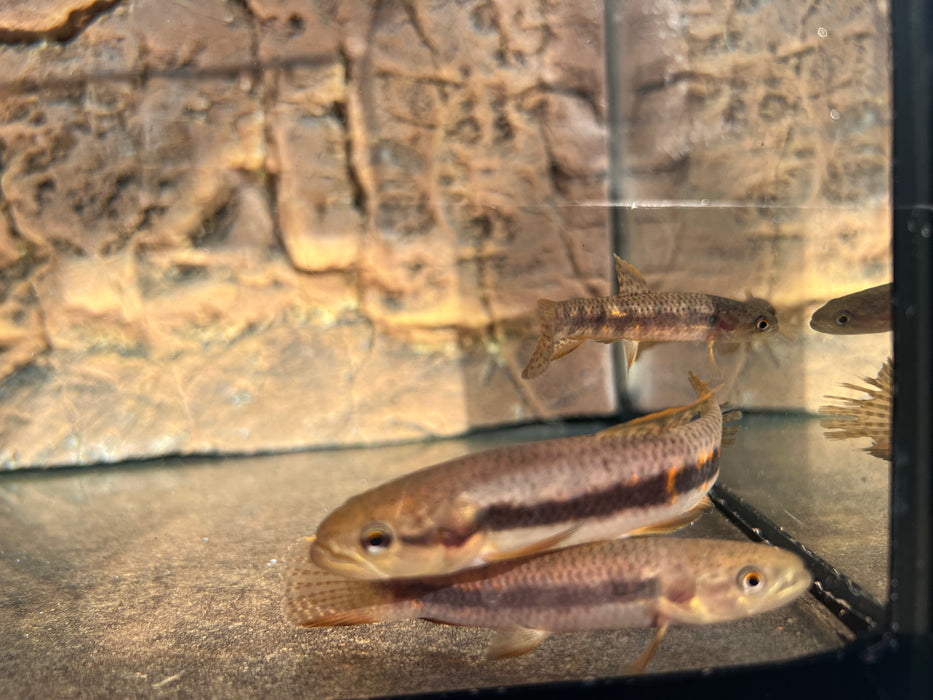 Red Rainbow Wolf Fish (Erythrinus erythrinus)