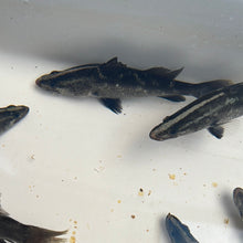 Load image into Gallery viewer, Barramundi (Lates calcarifer)
