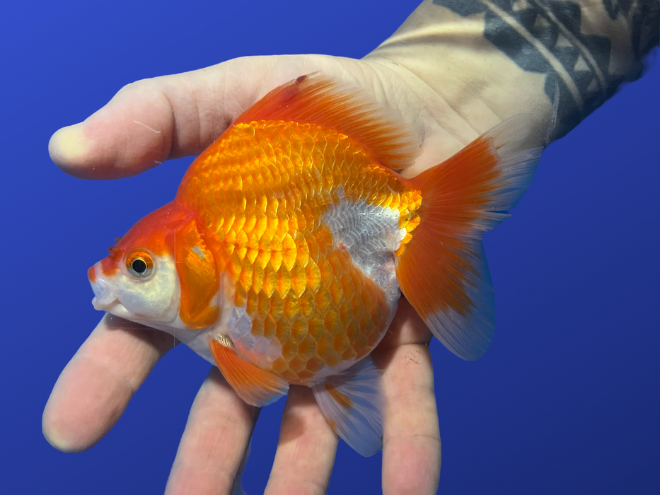 Short-Tail Ryukin Goldfish (Carassius auratus)