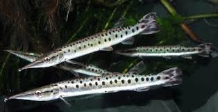 Giant Bicuda Pike (Boulengerella cuvieri)