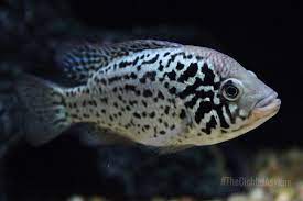 Cuban Cichlid (Nandopsis tetracanthus)