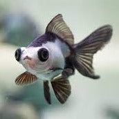 Load image into Gallery viewer, Moor Panda Butterfly Telescope Goldfish (Carassius auratus)
