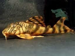 L387 Gold Zebra Peckoltia (Ancistomus sp) — Predatory Fins