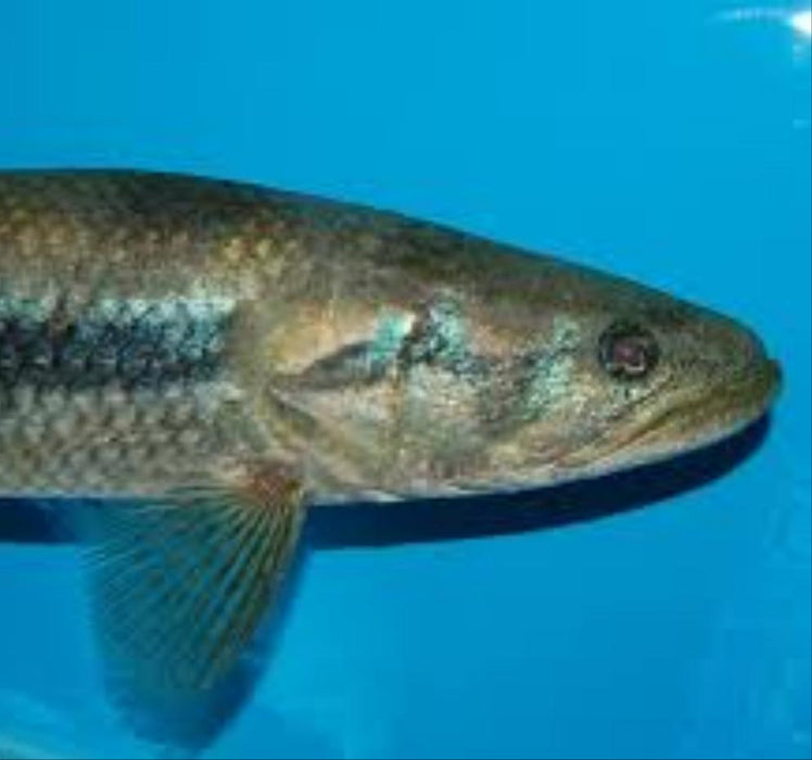 Blue / Green Wolf Fish (Hoplias lacerdae)