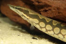 Load image into Gallery viewer, Tire Track Eel (Mastacembelus favus)
