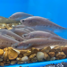 Load image into Gallery viewer, Clown Knifefish (Chitala ornata)
