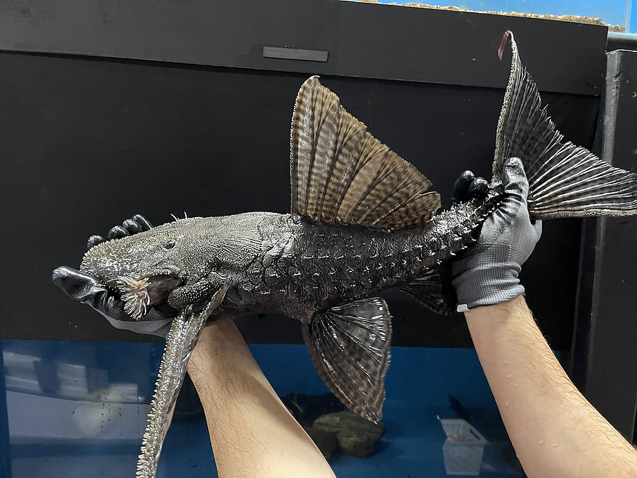 L186 Giant Black Cactus Pleco (Pseudacanthicus major)