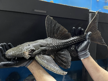 Load image into Gallery viewer, L186 Giant Black Cactus Pleco (Pseudacanthicus major)
