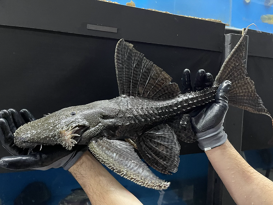 L186 Giant Black Cactus Pleco (Pseudacanthicus major)