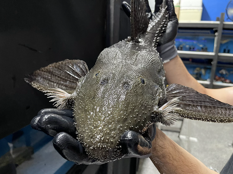 L186 Giant Black Cactus Pleco (Pseudacanthicus major)
