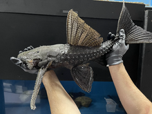Load image into Gallery viewer, L186 Giant Black Cactus Pleco (Pseudacanthicus major)

