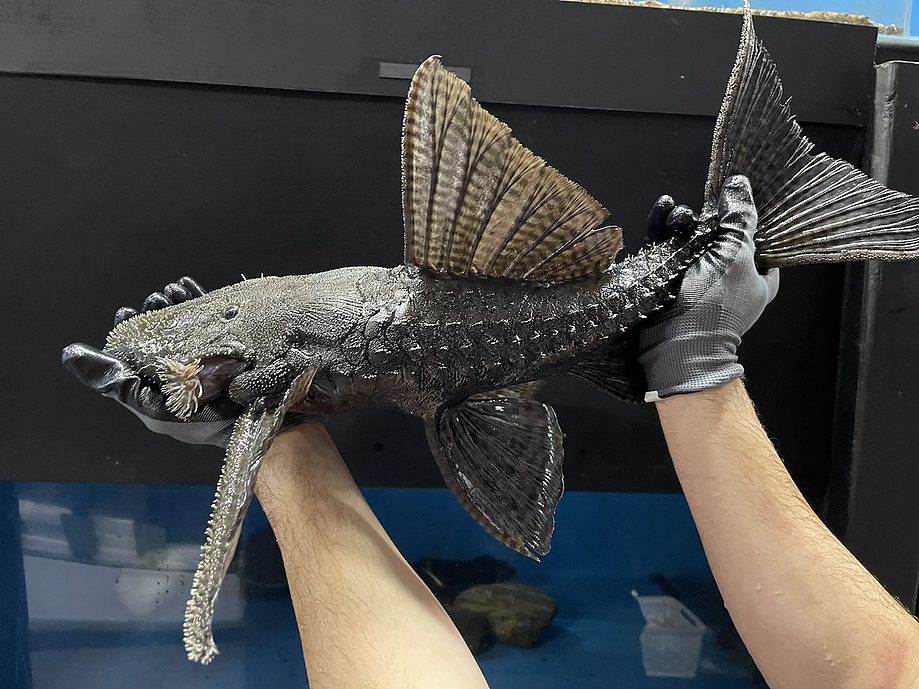 L186 Giant Black Cactus Pleco (Pseudacanthicus major