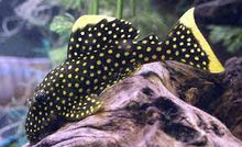 Load image into Gallery viewer, L018 Gold Nugget Pleco (Baryancistrus xanthellus)
