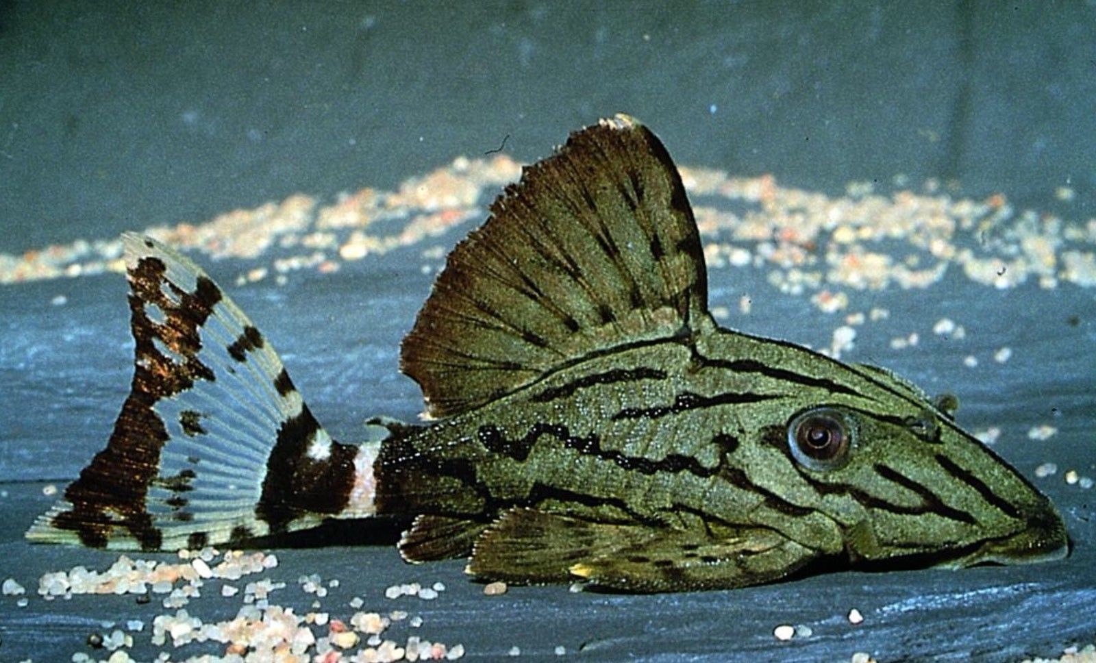 L191 Broken Line Royal Pleco (Panaque nigrolineatus) – Predatory Fins