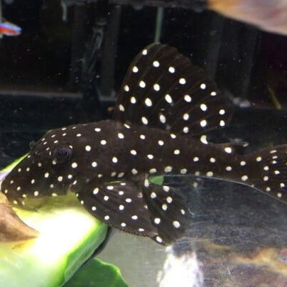 L201 Snowball Pleco (Hypancistrus inspector)