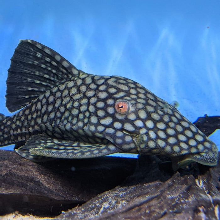 L330 Watermelon Royal Pleco (Panaque nigrolineatus laurafabianae)