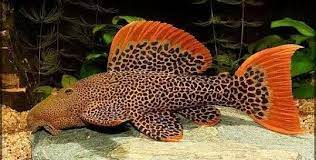 L600 Leopard Cactus Pleco (Pseudacanthicus Leopardus)