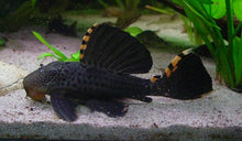 Load image into Gallery viewer, L091 Three Beacon Pleco (Leporacanthicus triactis)
