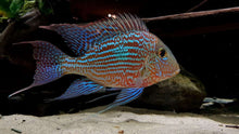 Load image into Gallery viewer, Sveni Eartheater Cichlid (Geophagus sveni)
