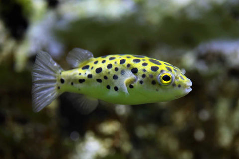 Leopard Puffer Fish (Dichotomyctere nigroviridis) – Predatory Fins
