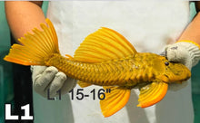 Load image into Gallery viewer, Golden Sailfin Luteus Pleco (Hypostomus luteus)
