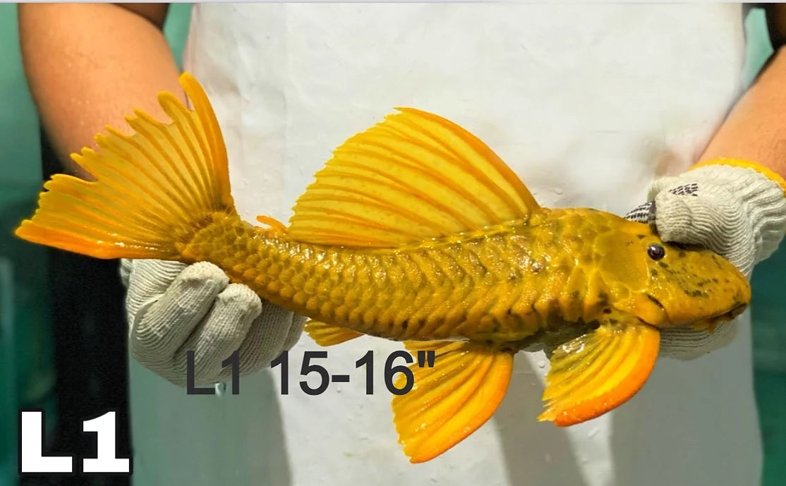 Golden Sailfin Luteus Pleco (Hypostomus luteus)