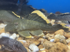 L047 Mango / Magnum Pleco (Baryancistrus chrysolomus)
