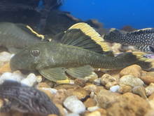 Load image into Gallery viewer, L047 Mango / Magnum Pleco (Baryancistrus chrysolomus)
