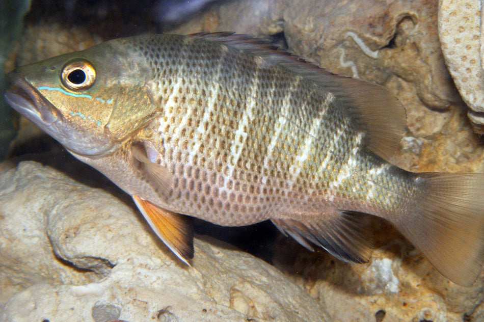 Red Mangrove Jack (Lutjanus argentimaculatus)