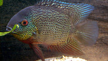 Load image into Gallery viewer, Inirida Severum (Heros sp. Inirida)
