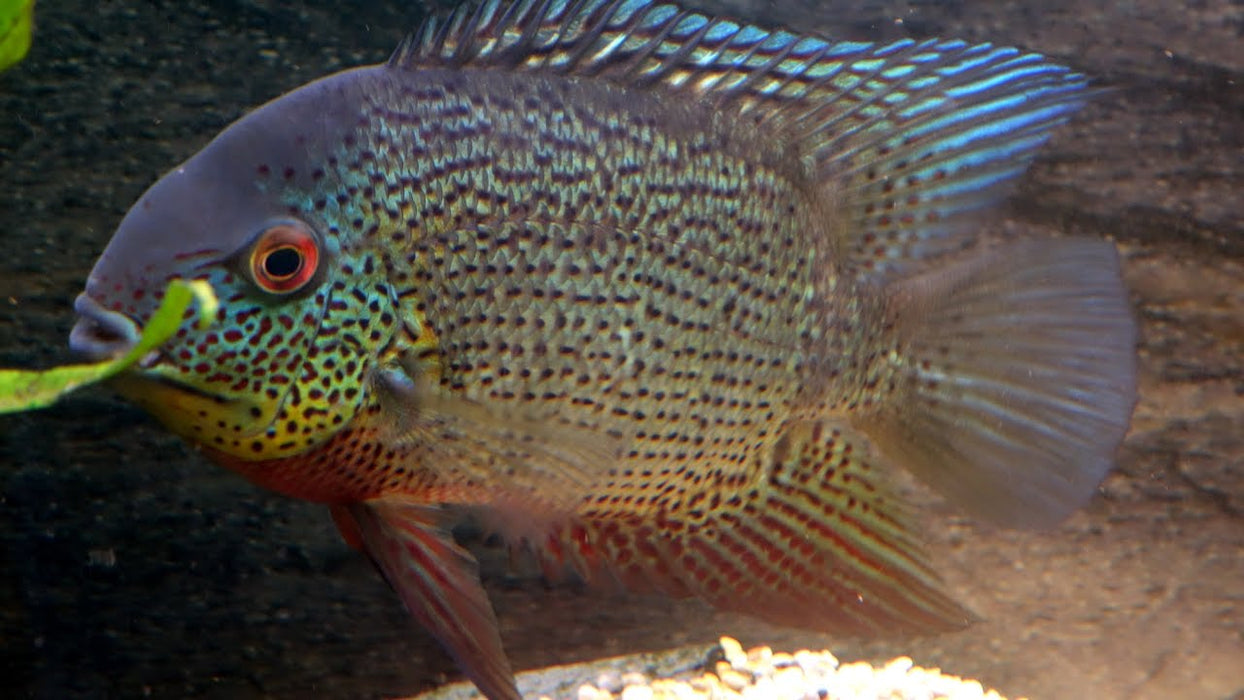 Inirida Severum (Heros sp. Inirida)
