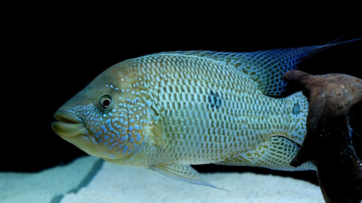 Umbee Cichlid (Kronoheros umbriferus)