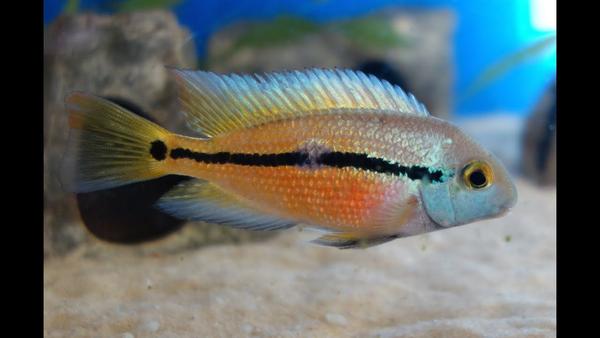 Nicaragua Cichlid (Hypsophrys nicaraguensis)