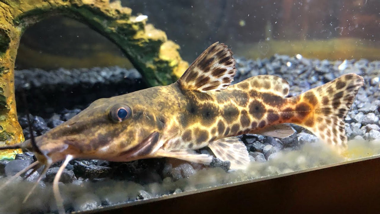 Giraffe Catfish (Auchenoglanis occidentalis)