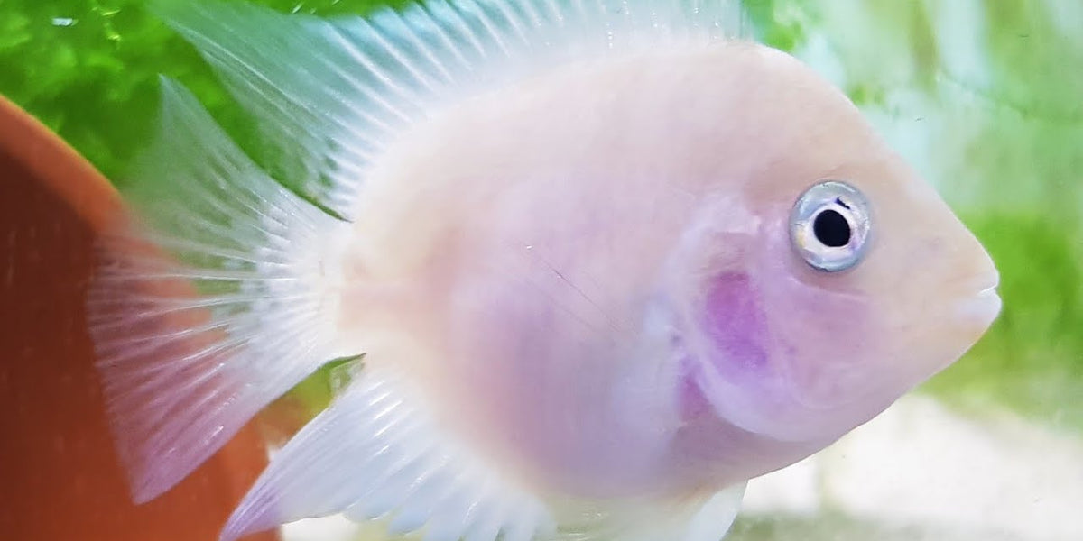 Snow White Convict Parrot Cichlid (Amatitlania nigrofasciata sp) — Predatory Fins Snow White Convict Parrot Cichlid (Amatitlania nigrofasciata sp) — Predatory Fins