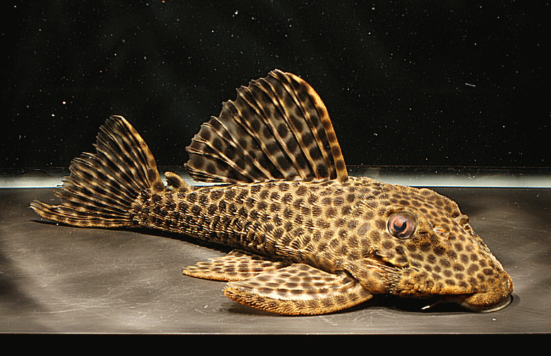 Medians Pleco (Hemiancistrus medians)