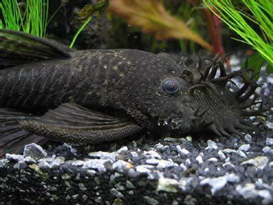 L034 Medusa Pleco (Ancistrus ranunculus)