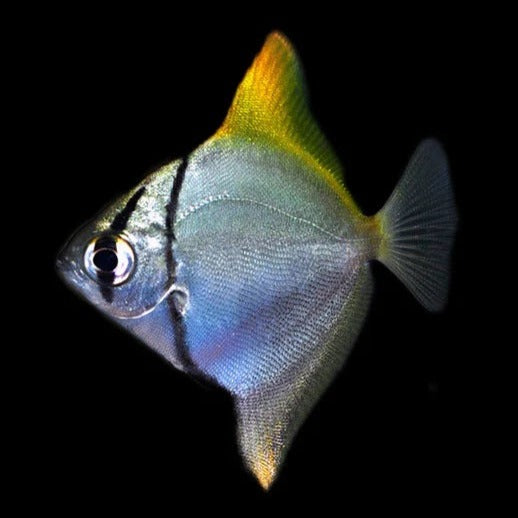 Mono Da Fish Mono Argentus (Monodactylus argenteus) – Predatory Fins