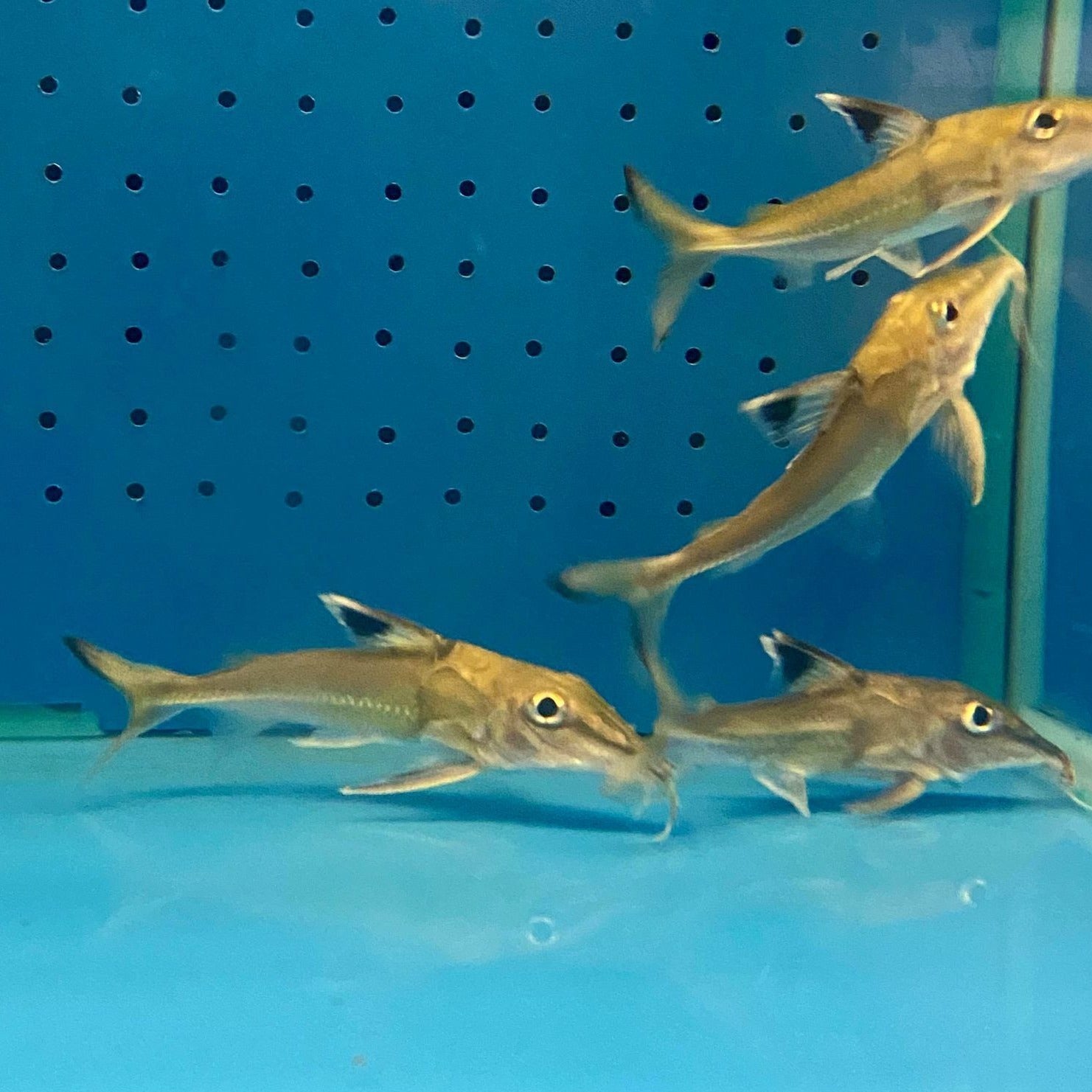 Essequibo Thorny Catfish (Doras micropoeus)
