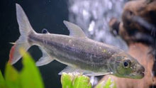 Load image into Gallery viewer, Goliath African Tiger Fish (Hydrocynus goliath)
